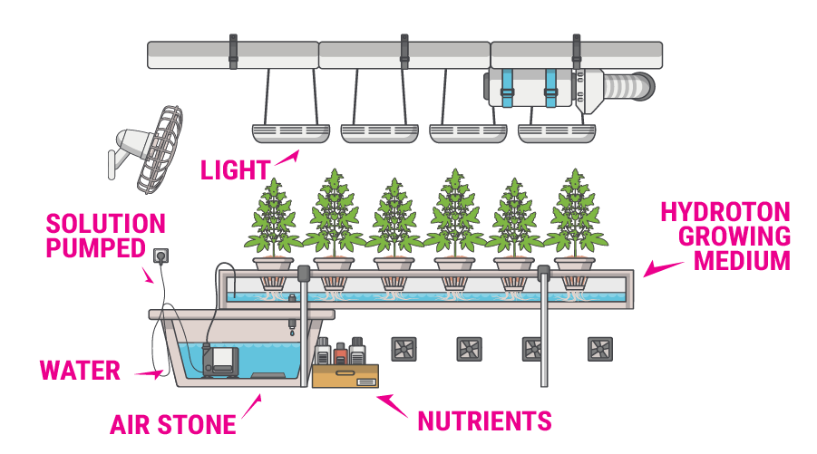 hydroponics-cannabis-growing-guide-rqs-blog